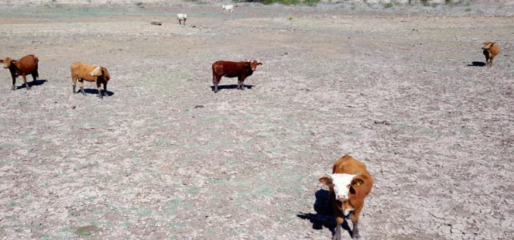 Alertan sobre riesgo de sequías para flora y fauna de Sonora