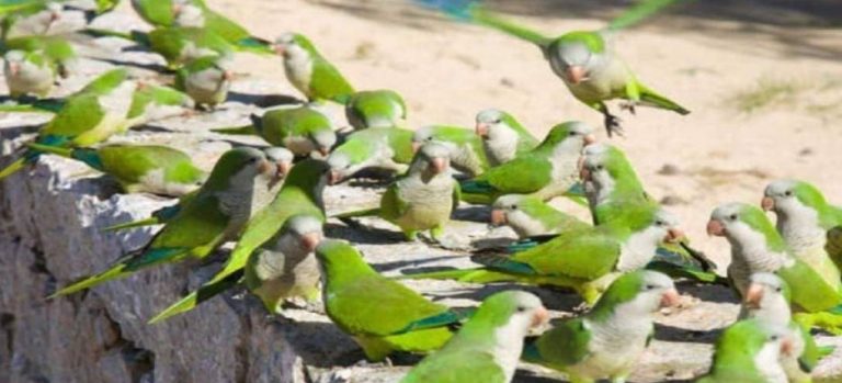 Pericos argentinos ya son una plaga en Hermosillo