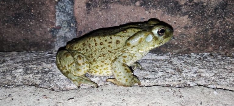Promueven conservación Sapo del Desierto de Sonora
