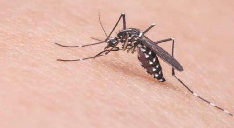 Casos de dengue en el sur de Sonora