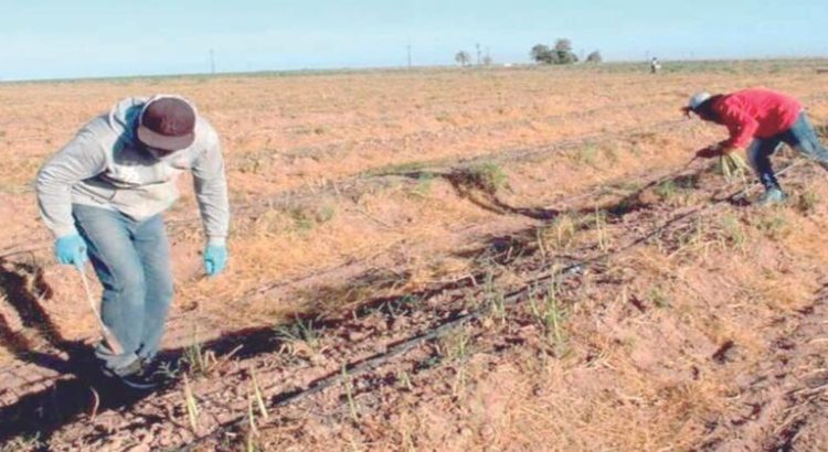 Sonora es número uno en producción de espárrago