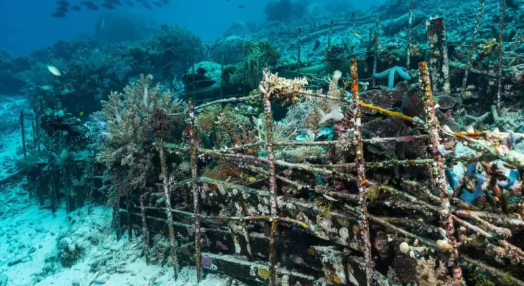 Construirán en Sonora el sistema arrecifal artificial más grande de Latinoamérica