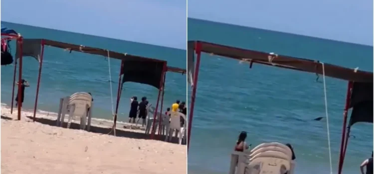 Avistan Tiburón Ballena en Bahía de Kino, Sonora