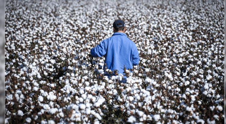 Productores de Sonora evalúan su cultivo para lidiar con las plagas