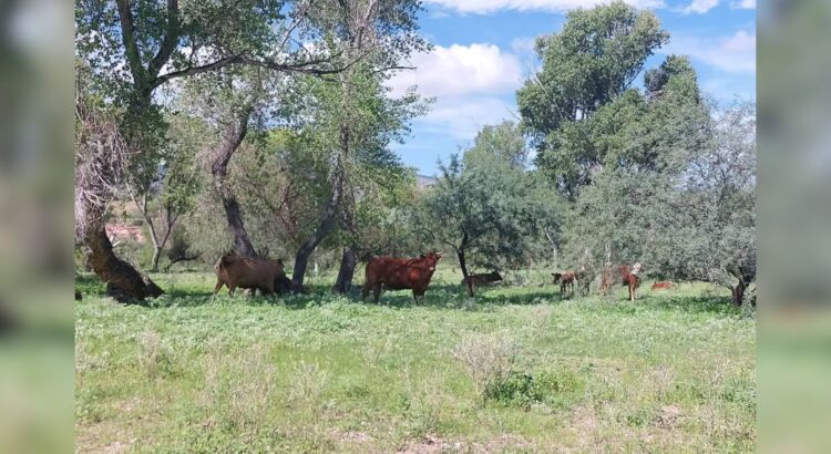 Sequía en Sonora: Mantienen esperanzas ganaderos en lluvias de invierno