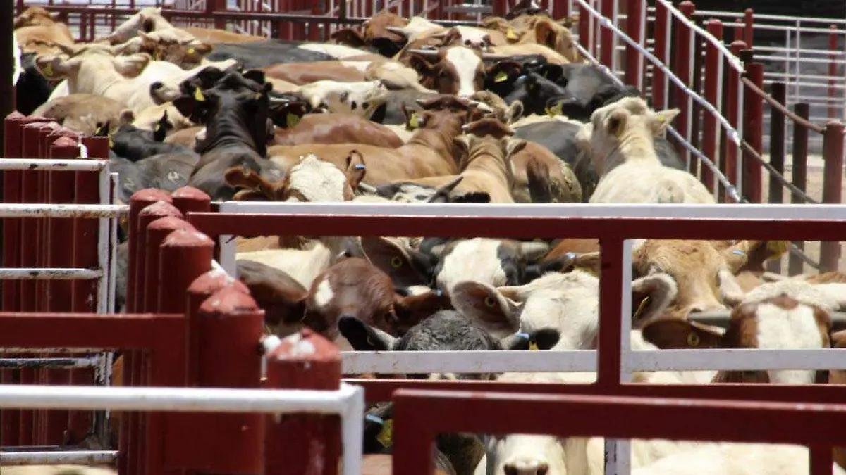 Sonora acredita alto estatus sanitario ante Estados Unidos para apertura de frontera