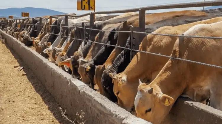 Campo mexicano vive abandono, en Sonora se perdieron 355 mdd por no exportar becerros por gusano barrenador: diputado