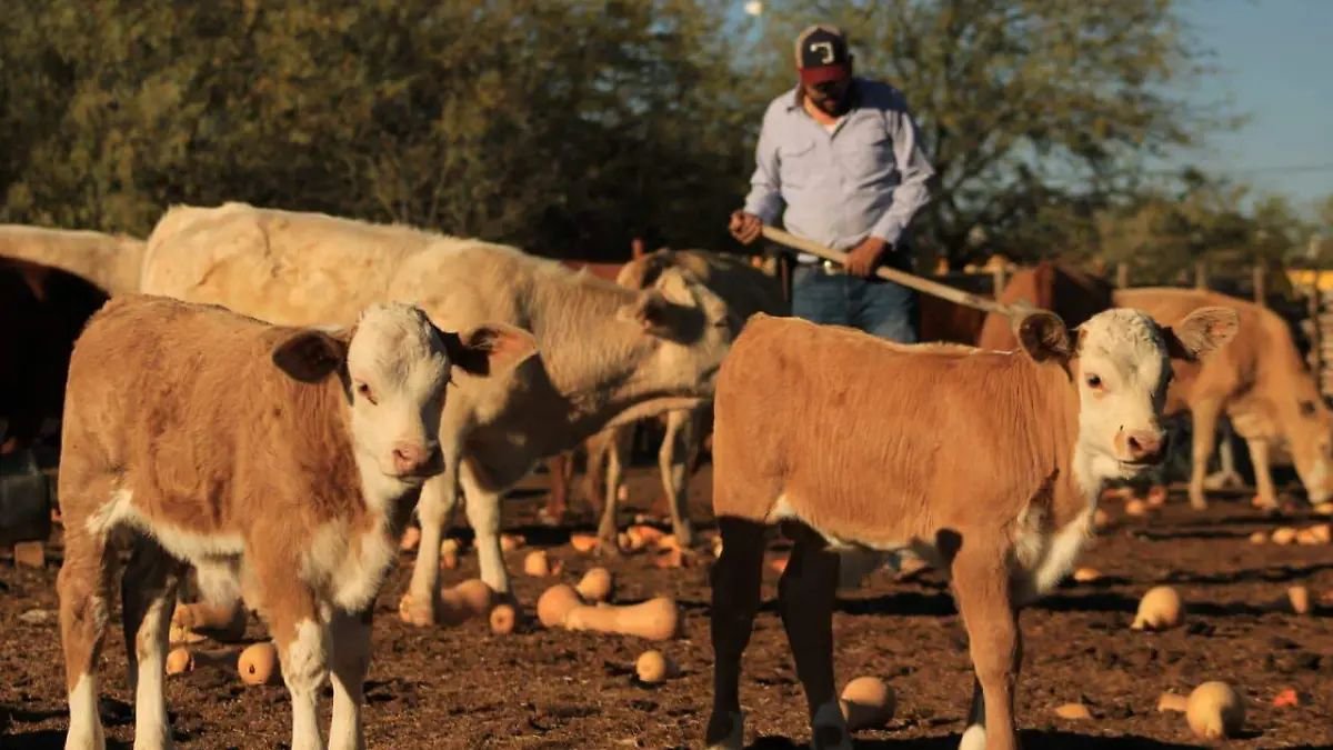 Casos de gusano barrenador en EU acercan reapertura para exportación de ganado pero aumentan riesgos para Sonora