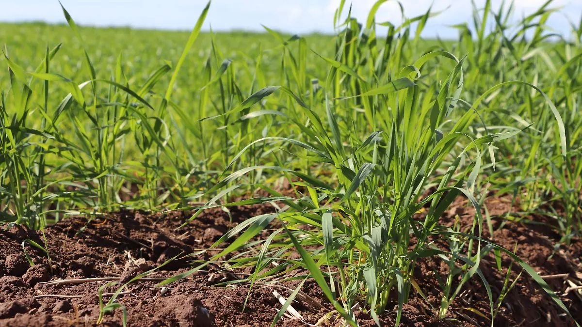 Con la llegada de las lluvias mejoran las expectativas para el campo sonorense
